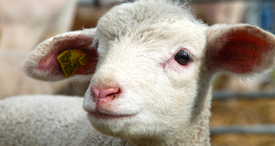 Milchschafhof Riedwies (oua_23840271_image)