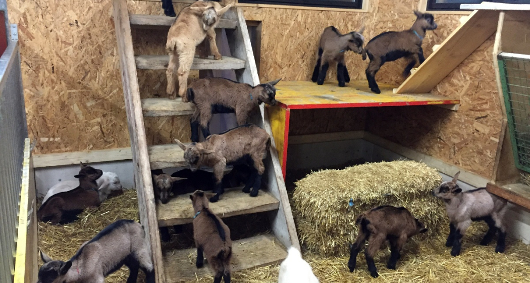 Regionale Produkte Geiss- Pur Pany (oua_25107524_image)