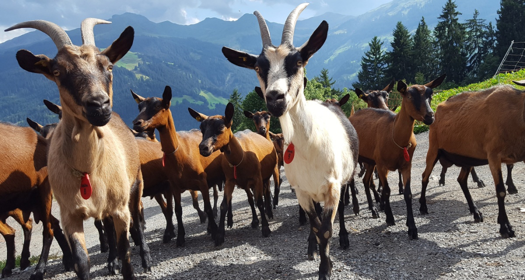 Regionale Produkte Geiss- Pur Pany (oua_25108402_image)