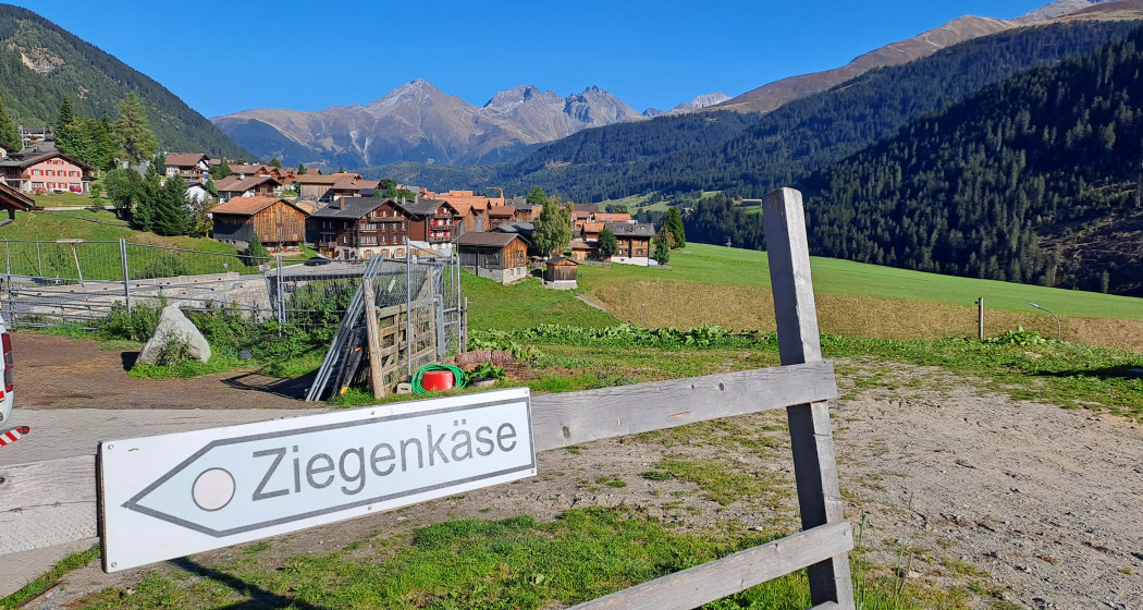 Die Ziegen sind gerade auf der Weide Die Ziegen sind gerade auf der Weide