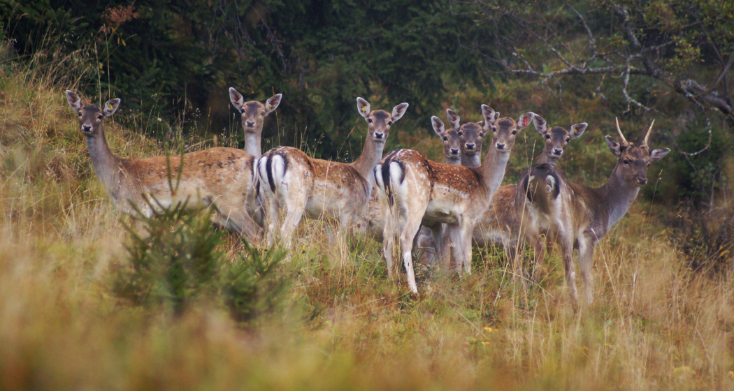 Simon Kunfermann Hofladen