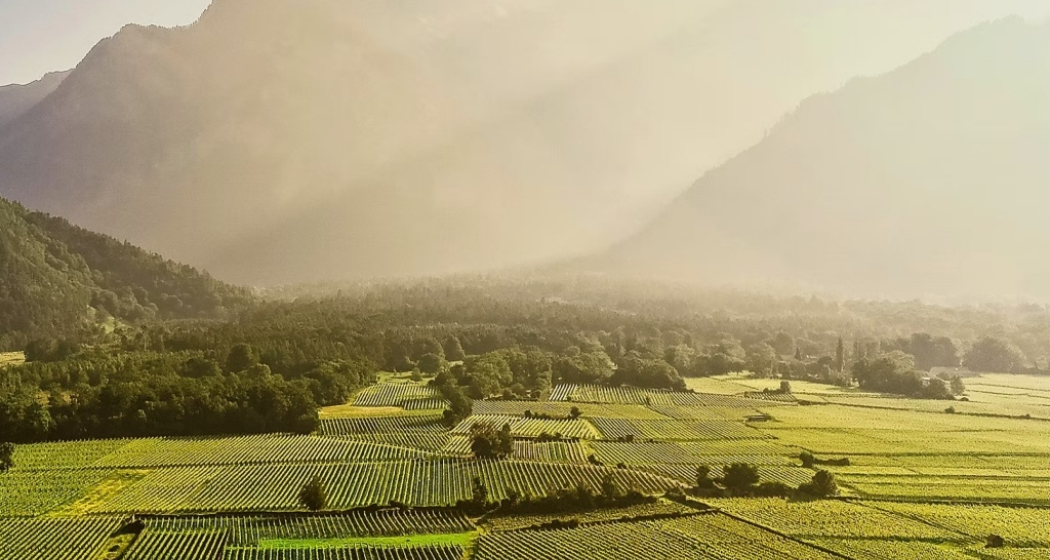 Weinfest Maienfeld (gdl_899133086_image)