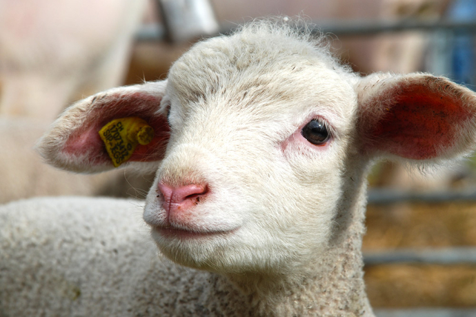 Milchschafhof Riedwies (oua_23840271_image)