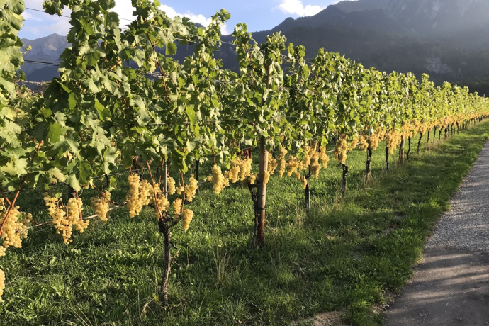 Boner & Rasi Weinbau und Brennerei
