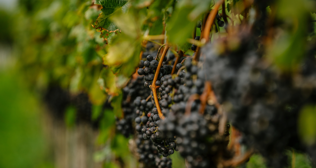 Weingut