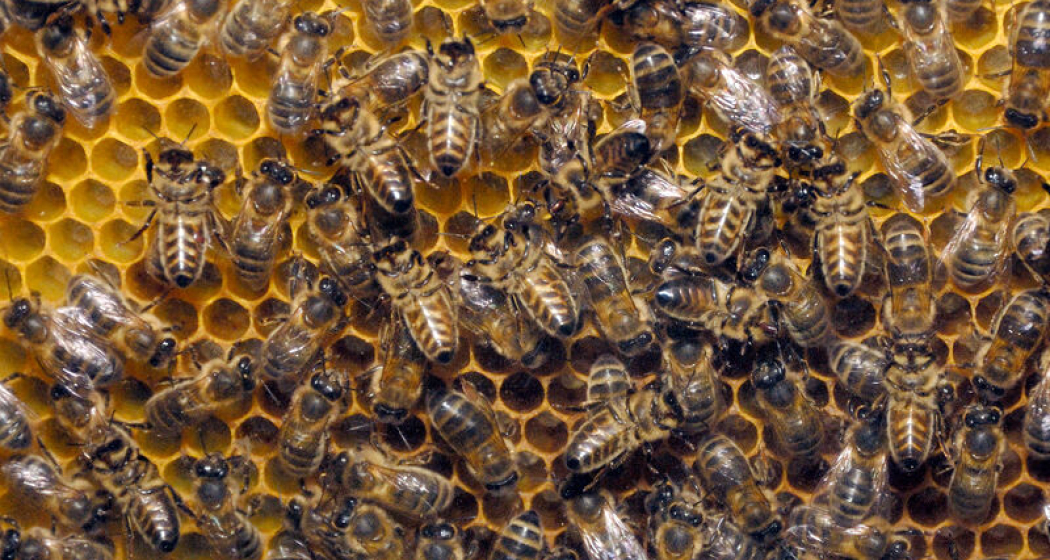 Honigbienen