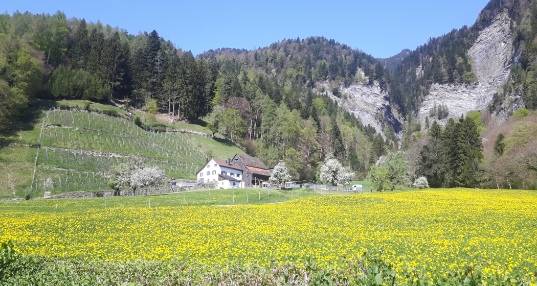 hofhinterwald
