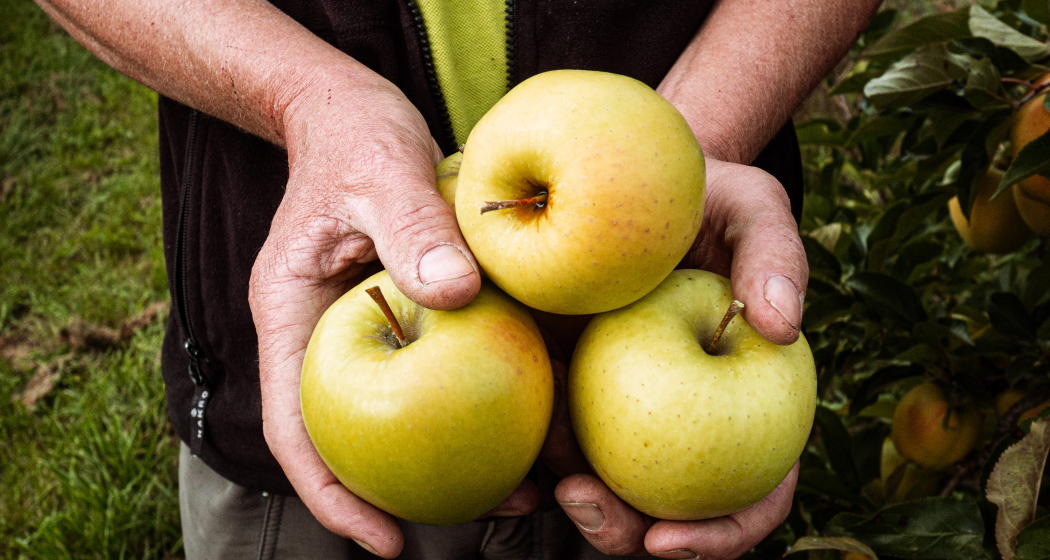Golden Delicious