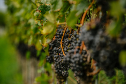 Weingut