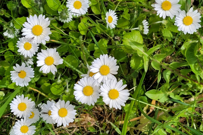gaenseblume