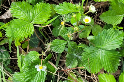 walderdbeere