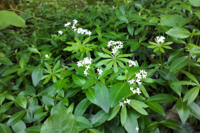 waldmeister