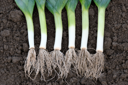 Lauch Wurzel