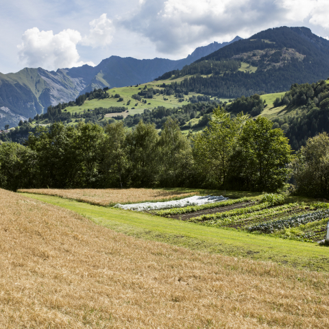Landschaft