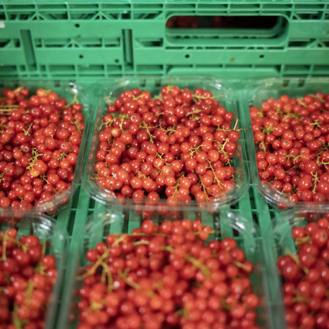 Piccoli Frutti