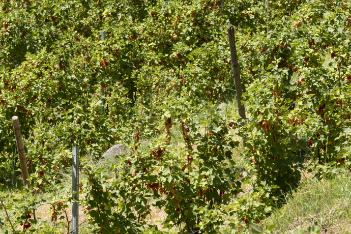 Piccoli Frutti