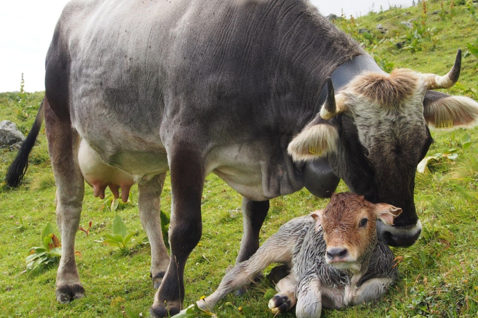 Kuh mit frisch geborenem Kalb Kuh mit frisch geborenem Kalb