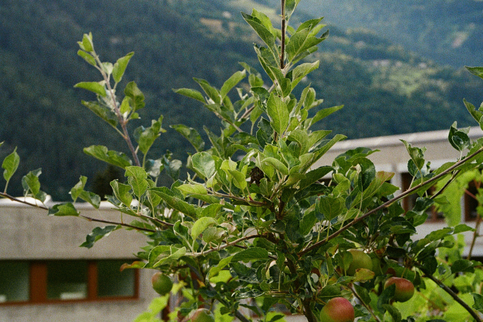 fruttipertutti